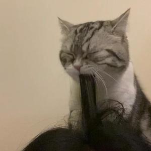 猛男GayGay✅免费网站欧美
